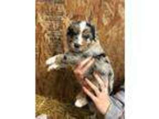 Australian Shepherd Puppy for sale in Pierz, MN, USA