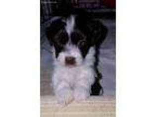 Havanese Puppy for sale in Sweetwater, TN, USA