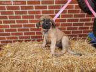 Anatolian Shepherd Puppy for sale in Asbury, MO, USA