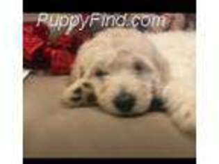 Goldendoodle Puppy for sale in Rogersville, AL, USA