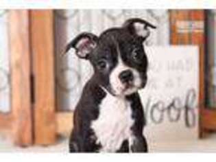 Boston Terrier Puppy for sale in Fort Myers, FL, USA