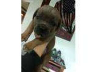 Cane Corso Puppy for sale in Morristown, TN, USA