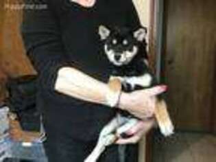 Shiba Inu Puppy for sale in Muskogee, OK, USA