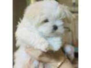 Maltese Puppy for sale in Westlake Village, CA, USA