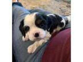 Cavalier King Charles Spaniel Puppy for sale in Commerce, GA, USA