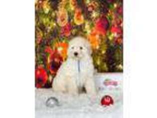Goldendoodle Puppy for sale in Statesville, NC, USA