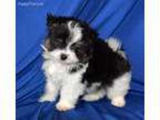 Maltipom Puppy for sale in Rock Valley, IA, USA