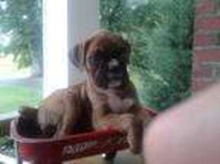 Boxer Puppy for sale in Waterloo, NY, USA