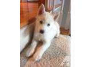 Siberian Husky Puppy for sale in ARLINGTON, VA, USA