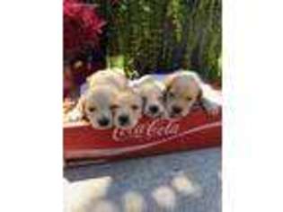 Goldendoodle Puppy for sale in Walland, TN, USA