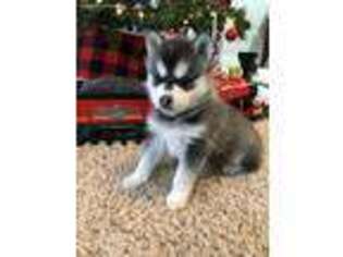 Alaskan Klee Kai Puppy for sale in Cincinnati, OH, USA
