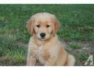 Labrador Retriever Puppy for sale in BLACKSTONE, VA, USA