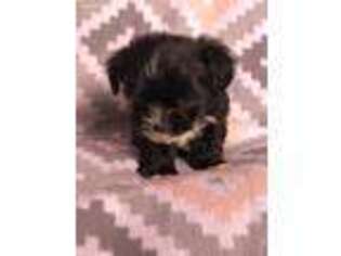 Shih-Poo Puppy for sale in Merced, CA, USA