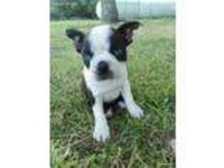 Boston Terrier Puppy for sale in Hannover, ND, USA