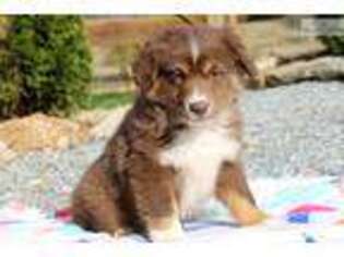 Miniature Australian Shepherd Puppy for sale in Lancaster, PA, USA