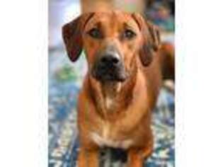 Rhodesian Ridgeback Puppy for sale in Cleveland, TX, USA