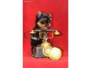 Yorkshire Terrier Puppy for sale in Gaithersburg, MD, USA