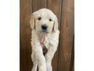 Goldendoodle Puppy for sale in Tracy, CA, USA