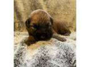 Soft Coated Wheaten Terrier Puppy for sale in Longton, KS, USA
