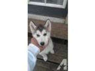 Siberian Husky Puppy for sale in DUVALL, WA, USA