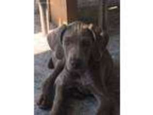 Weimaraner Puppy for sale in Excelsior, MN, USA