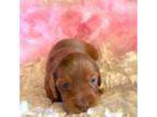 Dachshund Puppy for sale in Brighton, CO, USA