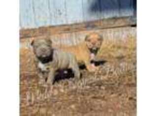 Mutt Puppy for sale in Snowflake, AZ, USA