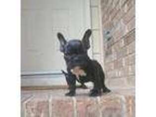 French Bulldog Puppy for sale in Commerce City, CO, USA