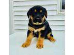Bernese Mountain Dog Puppy for sale in North Adams, MI, USA