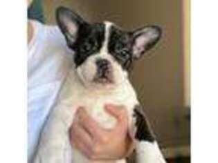 French Bulldog Puppy for sale in Marlborough, MA, USA