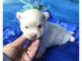 Pomeranian Puppy for sale in Colmesneil, TX, USA