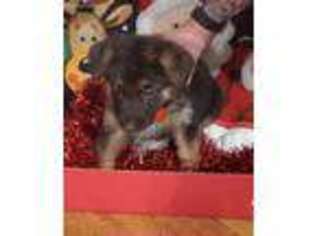 German Shepherd Dog Puppy for sale in Massillon, OH, USA