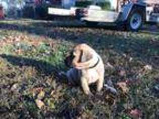 Bullmastiff Puppy for sale in Mc Ewen, TN, USA