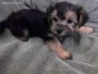 Mutt Puppy for sale in Marion, WI, USA
