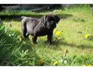 Cane Corso Puppy for sale in Olympia, WA, USA