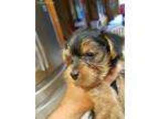 Yorkshire Terrier Puppy for sale in Gowen, MI, USA