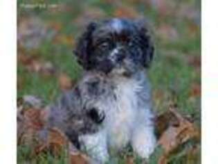 Cavapoo Puppy for sale in Danville, PA, USA