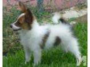 Papillon Puppy for sale in HOUSTON, TX, USA