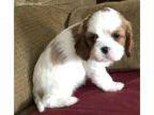 Cavalier King Charles Spaniel Puppy for sale in Madison, AL, USA