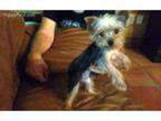 Yorkshire Terrier Puppy for sale in La Vernia, TX, USA