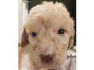 Labradoodle Puppy for sale in Lacey, WA, USA