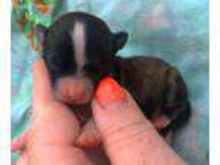 Chihuahua Puppy for sale in Monroe, GA, USA
