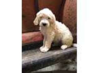 Labradoodle Puppy for sale in Kokomo, IN, USA
