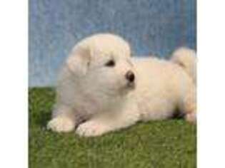 Great Pyrenees Puppy for sale in Lakota, IA, USA