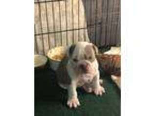 Bulldog Puppy for sale in Bonita Springs, FL, USA