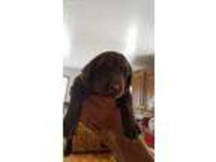 Labradoodle Puppy for sale in Genesee, PA, USA