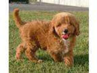 Goldendoodle Puppy for sale in Blain, PA, USA