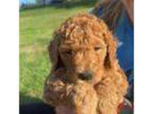 Goldendoodle Puppy for sale in Port Angeles, WA, USA