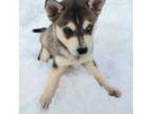 Alaskan Klee Kai Puppy for sale in Atwood, KS, USA