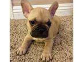 French Bulldog Puppy for sale in Rancho Cucamonga, CA, USA